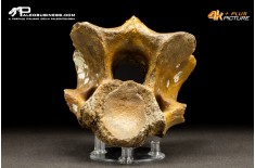 Vertebra di Bison priscus