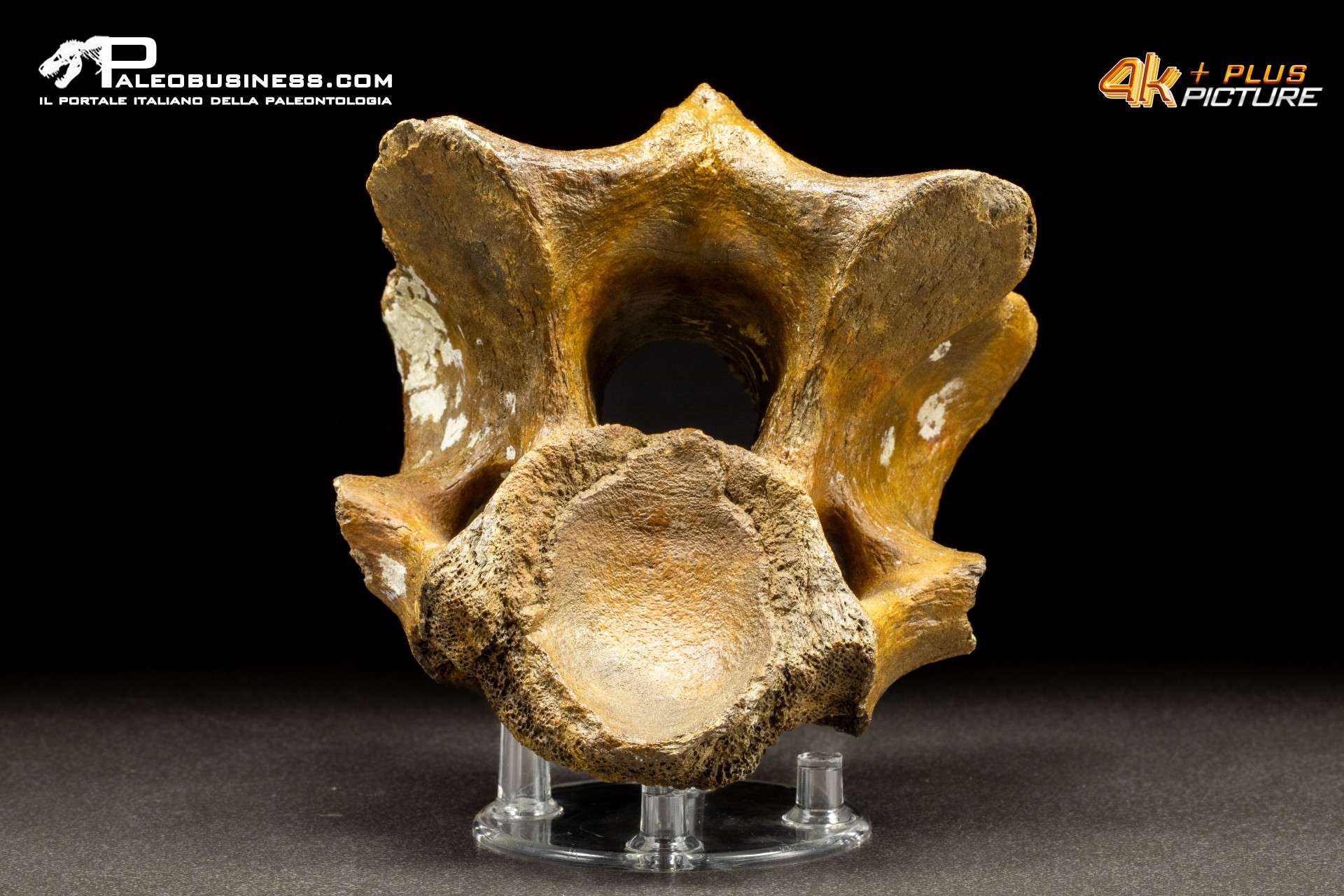 Vertebra di Bison priscus