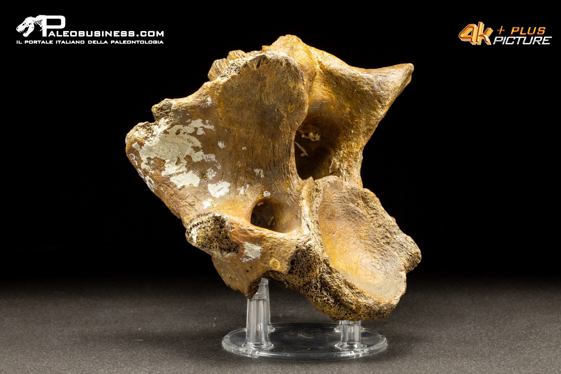 Vertebra di Bison priscus