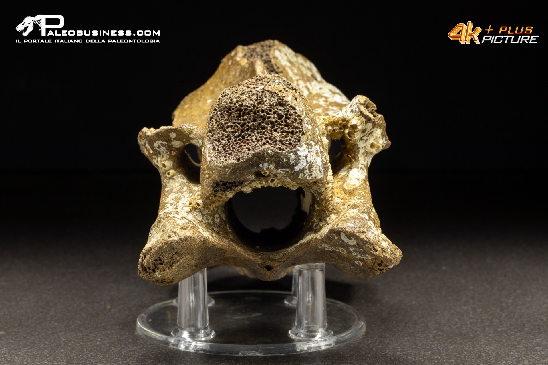 Vertebra di Bison priscus