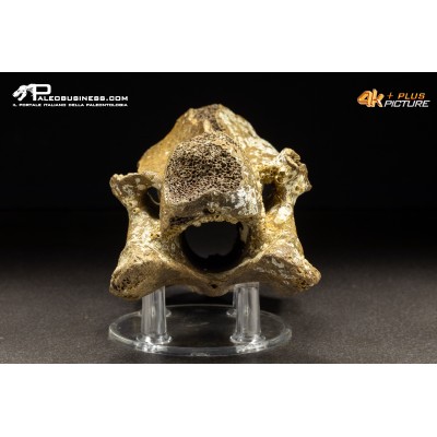 Vertebra di Bison priscus