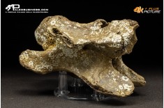 Vertebra di Bison priscus