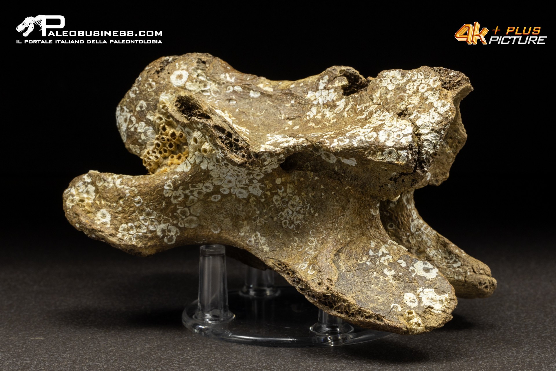 Vertebra di Bison priscus