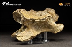 Vertebra di Bison priscus