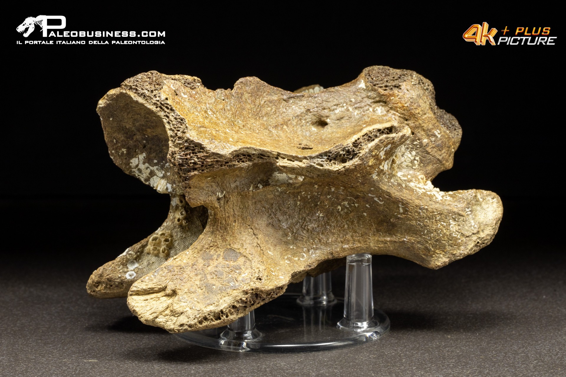 Vertebra di Bison priscus