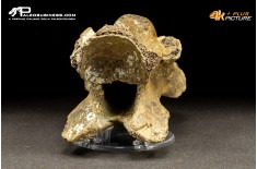 Vertebra di Bison priscus