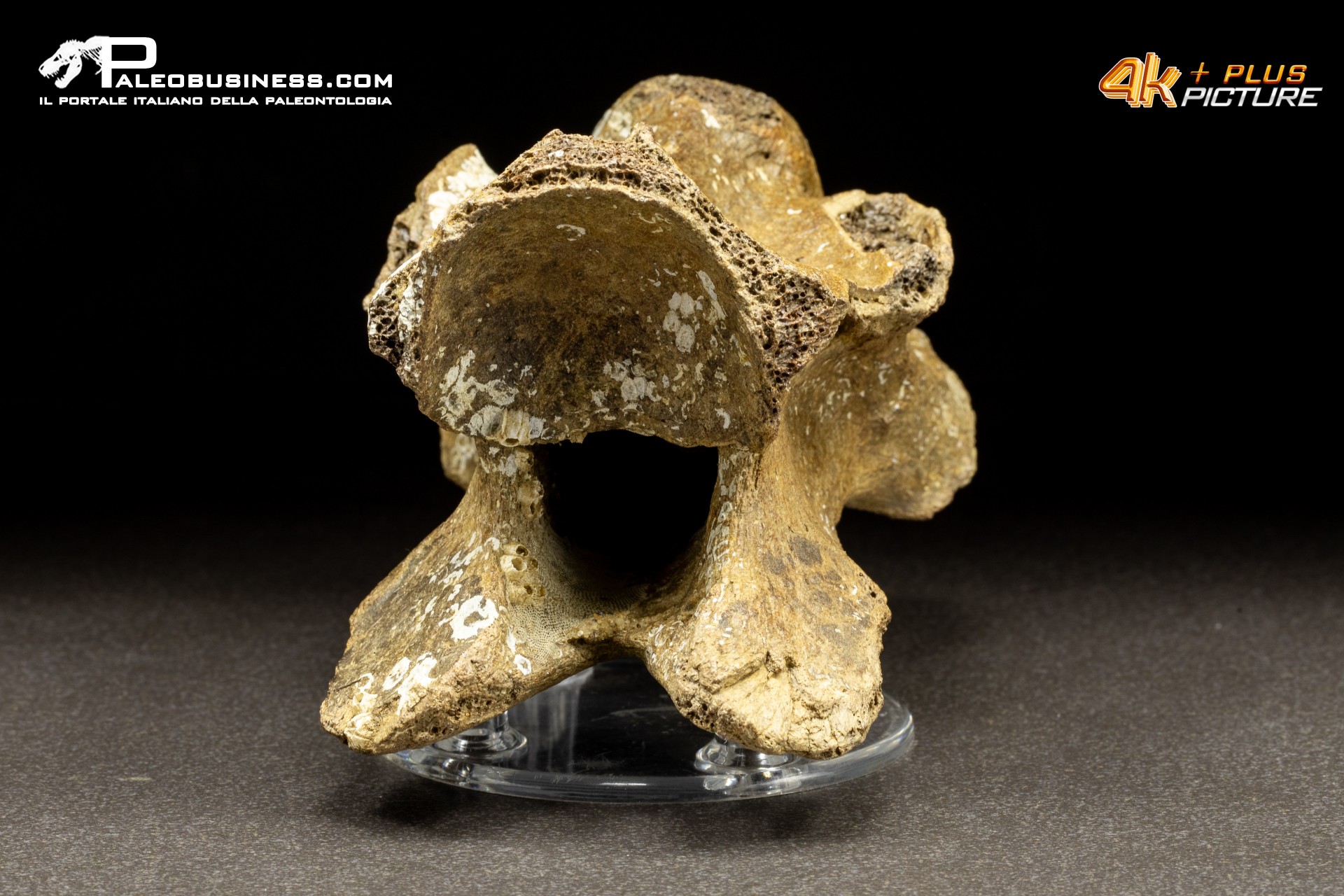 Vertebra di Bison priscus