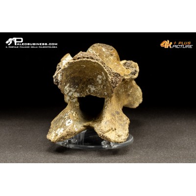 Vertebra di Bison priscus