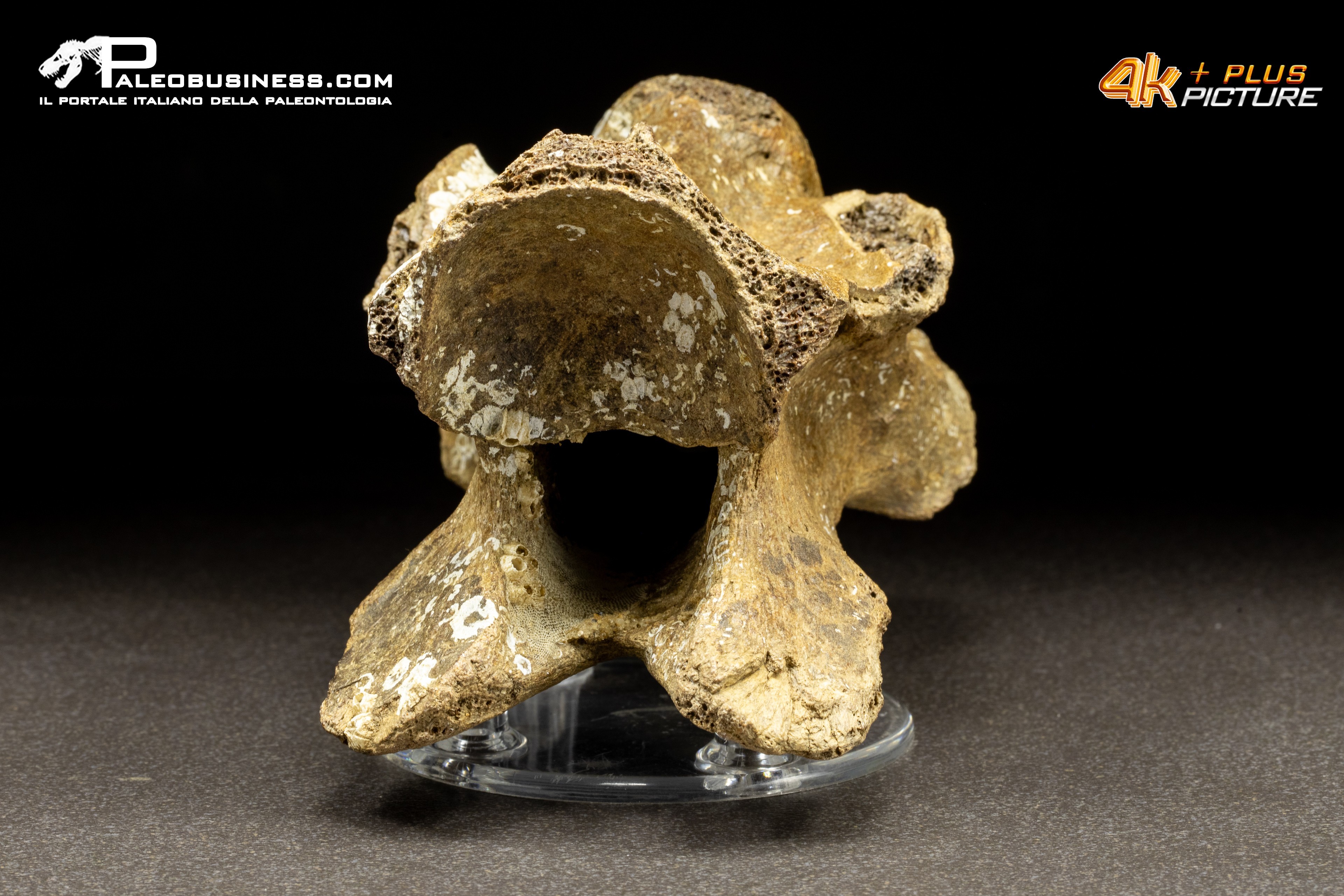 Vertebra di Bison priscus