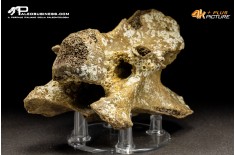 Vertebra di Bison priscus