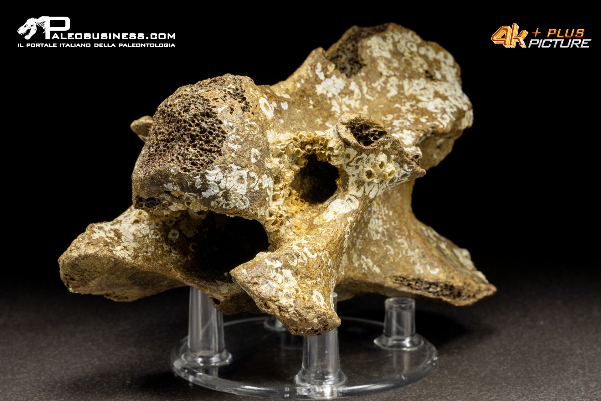 Vertebra di Bison priscus