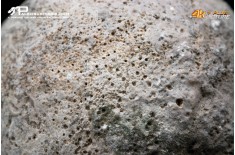 Idrozoo Heterastridium conglobatum