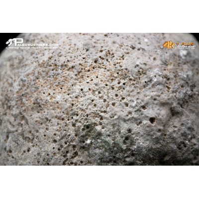 Idrozoo Heterastridium conglobatum
