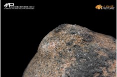 Idrozoo Heterastridium conglobatum
