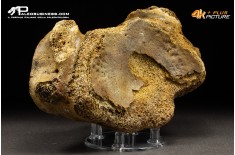 Vertebra axis di Mammuthus primigenius