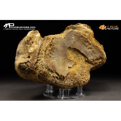 Vertebra axis di Mammuthus primigenius