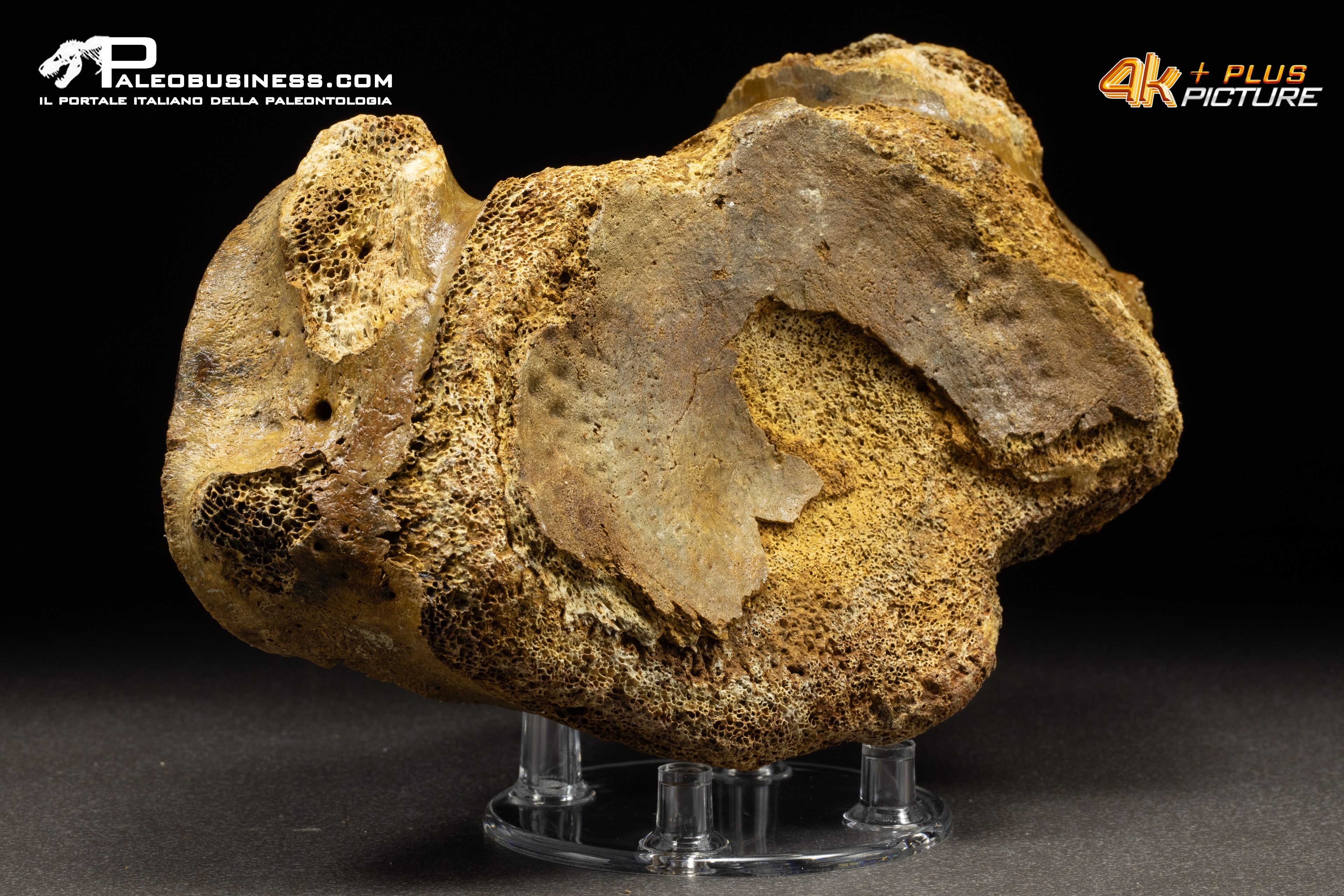 Vertebra axis di Mammuthus primigenius