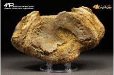 Vertebra axis di Mammuthus primigenius