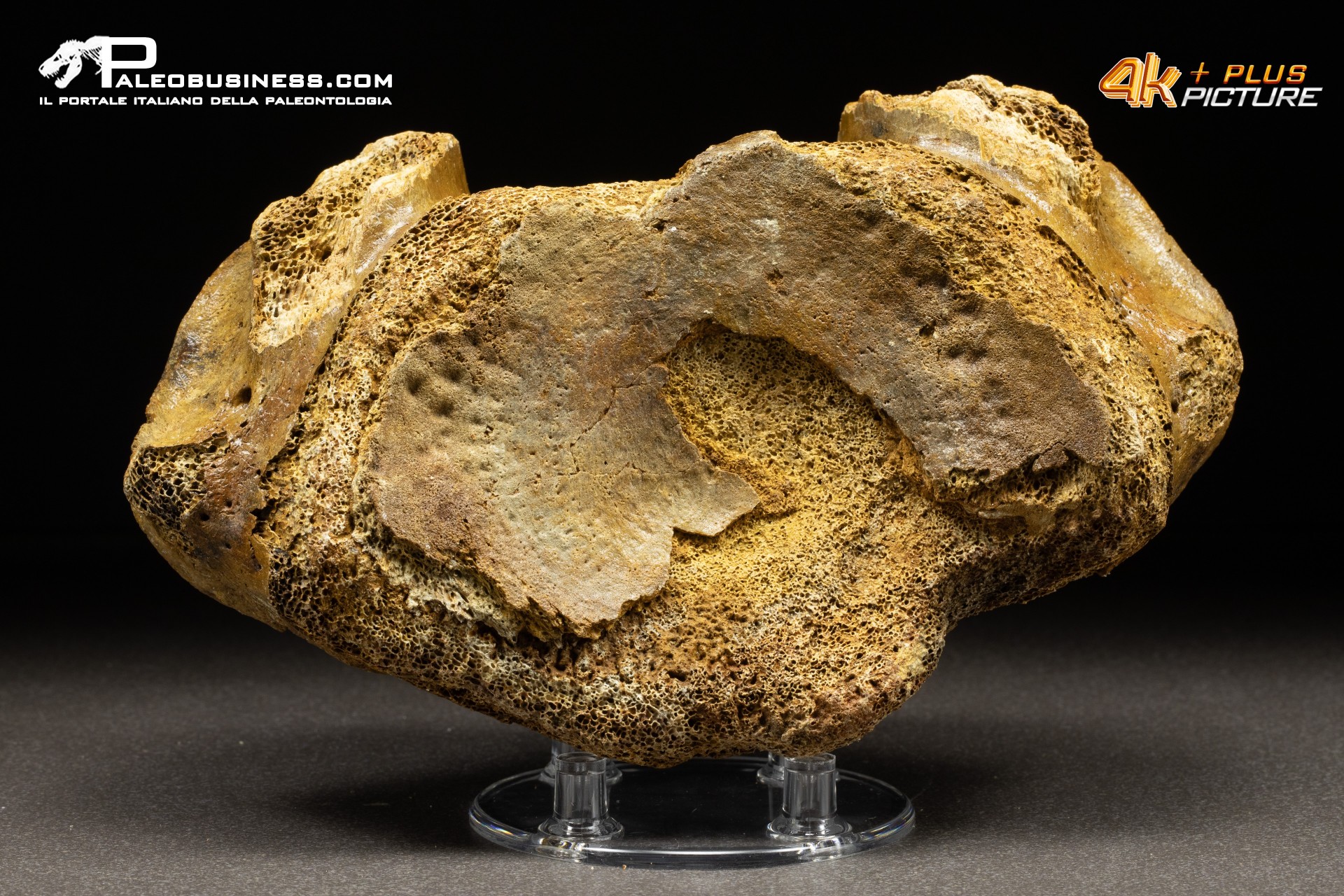 Vertebra axis di Mammuthus primigenius