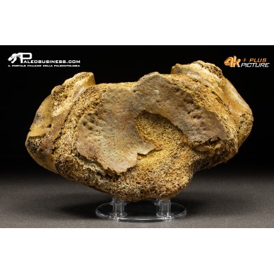 Vertebra axis di Mammuthus primigenius