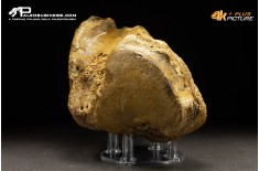 Vertebra axis di Mammuthus primigenius
