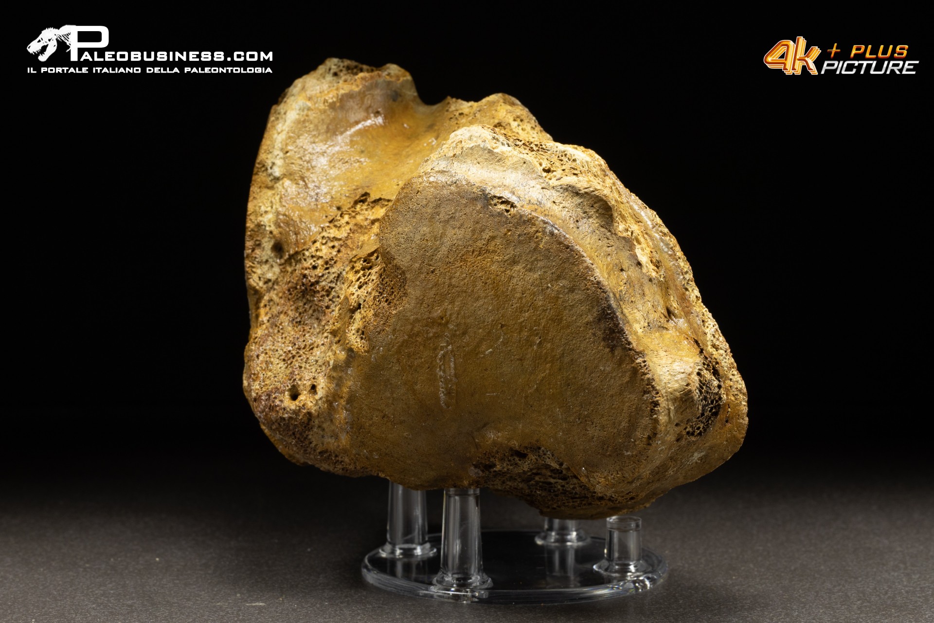 Vertebra axis di Mammuthus primigenius