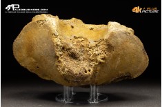 Vertebra axis di Mammuthus primigenius
