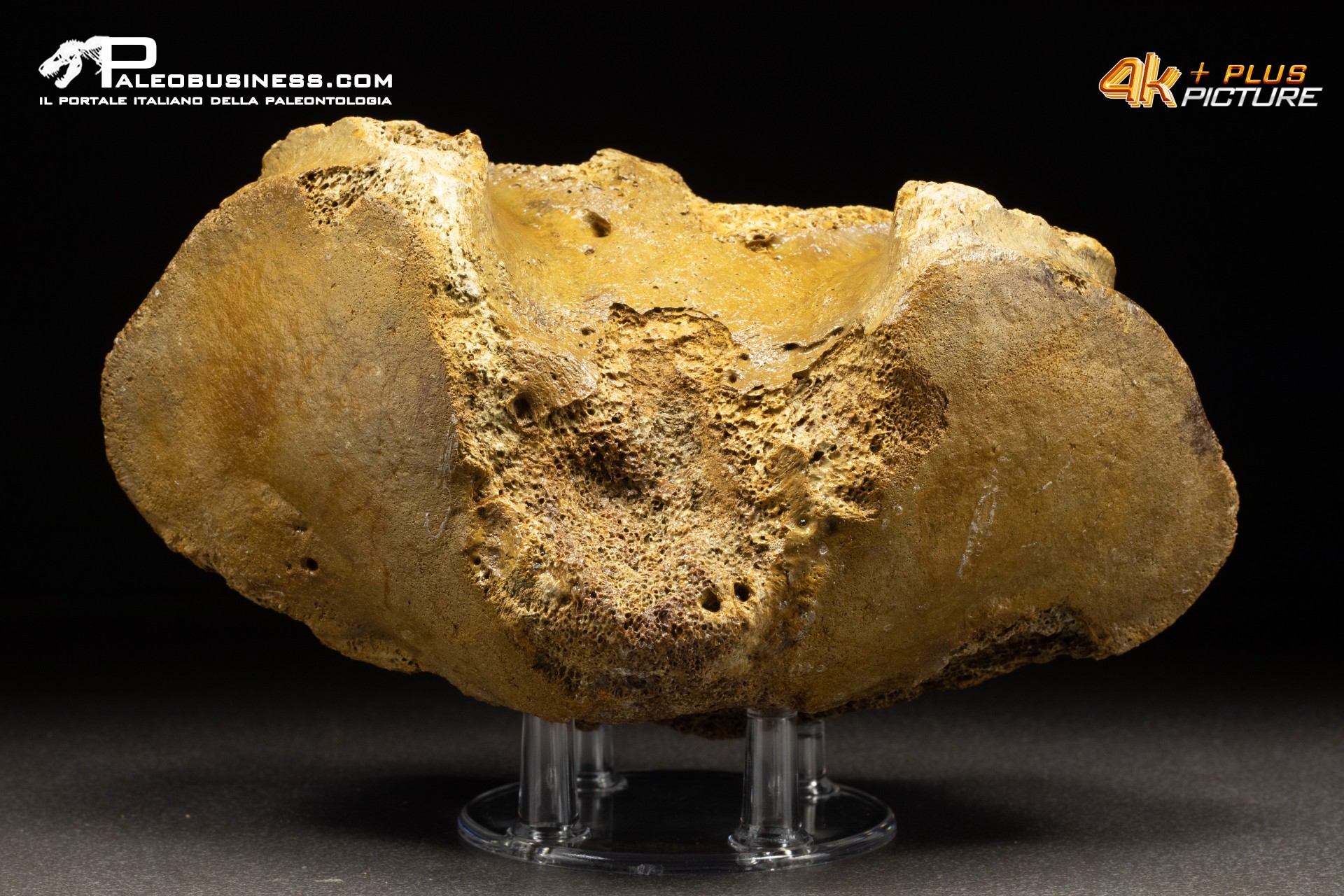 Vertebra axis di Mammuthus primigenius
