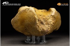 Vertebra axis di Mammuthus primigenius
