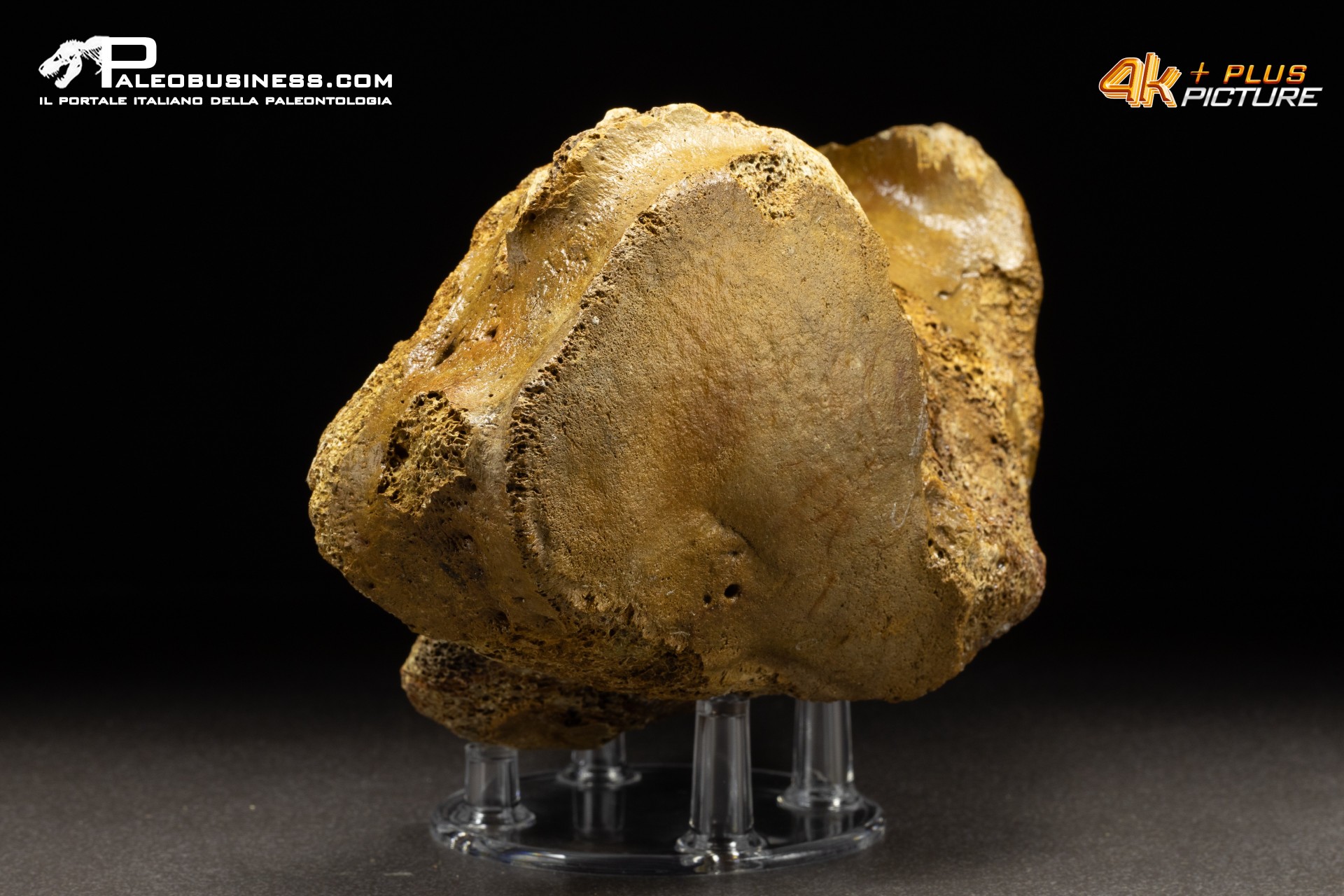 Vertebra axis di Mammuthus primigenius