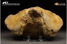 Vertebra axis di Mammuthus primigenius
