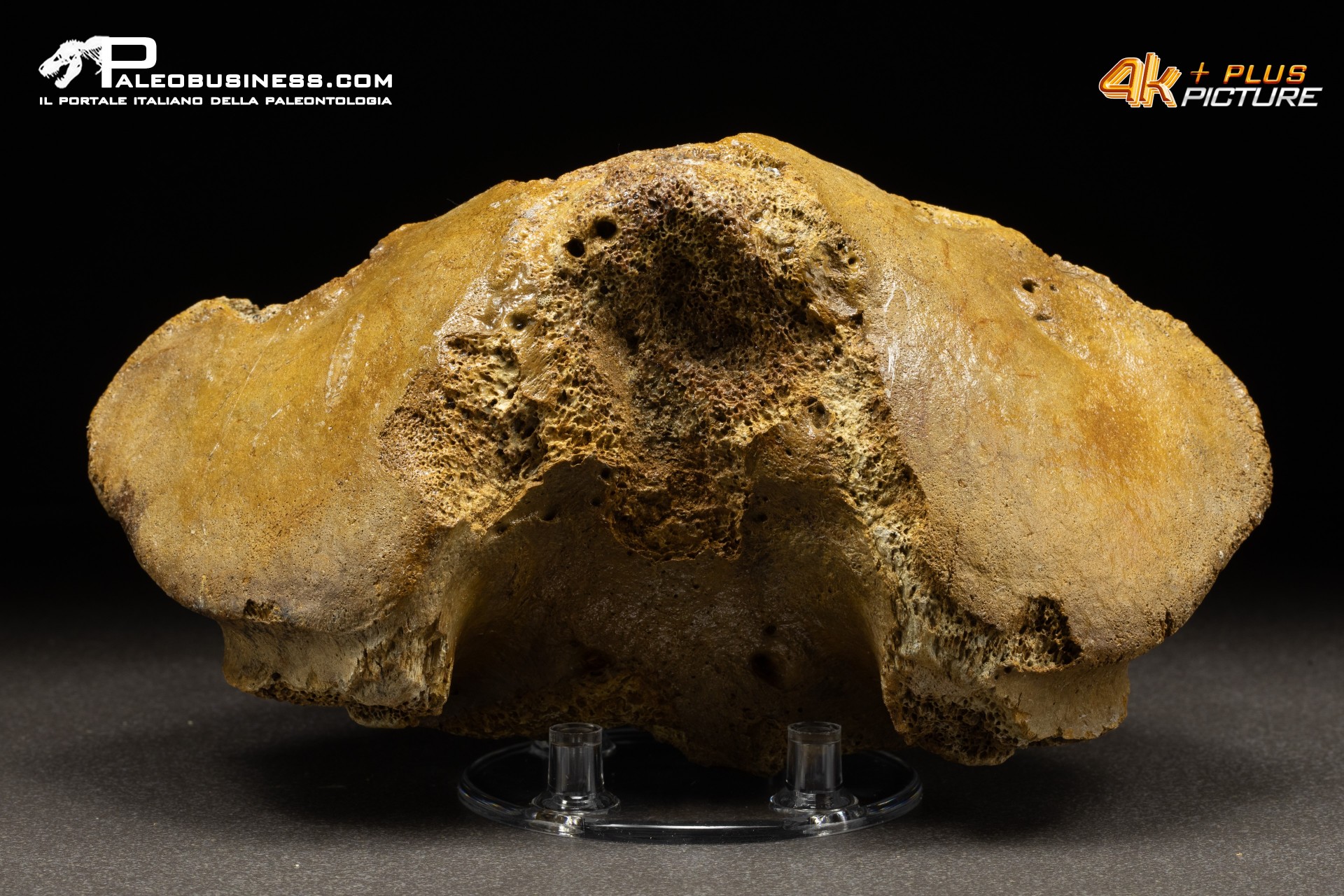 Vertebra axis di Mammuthus primigenius