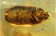 Burmite con insetti