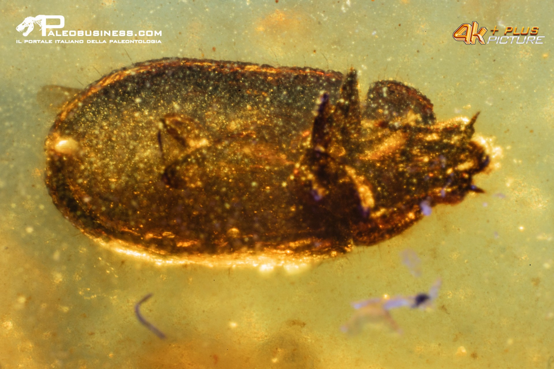 Burmite con insetti