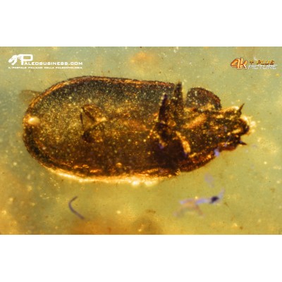 Burmite con insetti