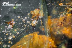 Burmite con insetti