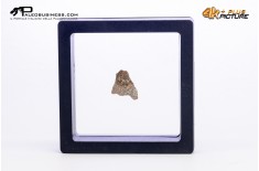 Cairanoolithus sp. – uovo di dinosauro fossile