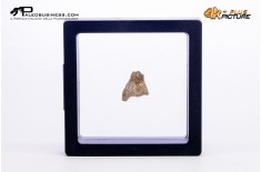Cairanoolithus sp. – uovo di dinosauro fossile