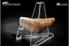 Denti di Dorudon Atrox