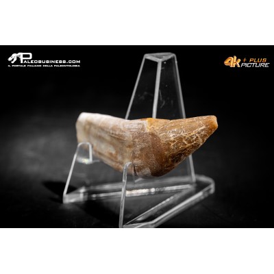 Denti di Dorudon Atrox