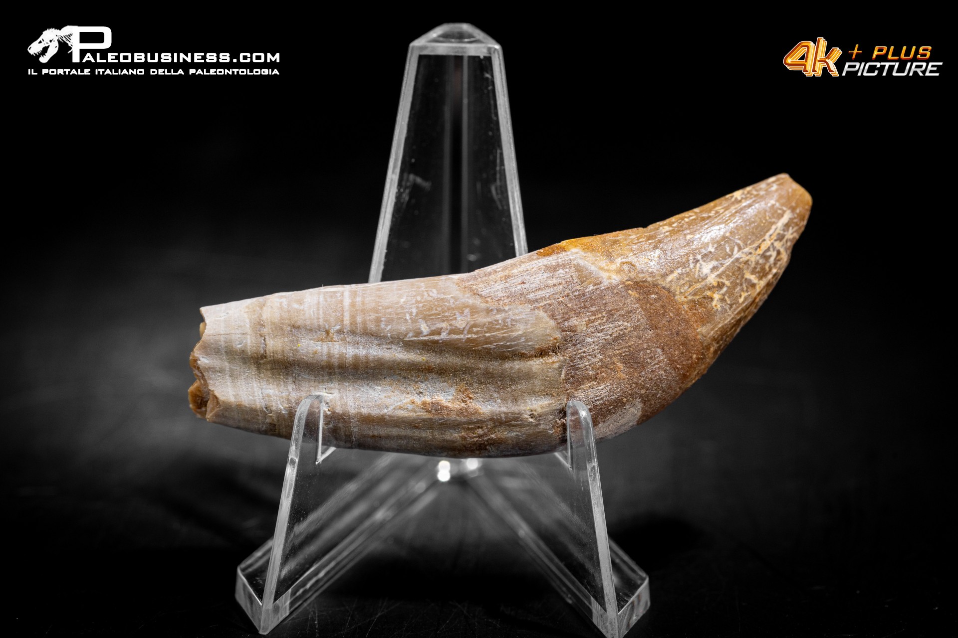 Denti di Dorudon Atrox