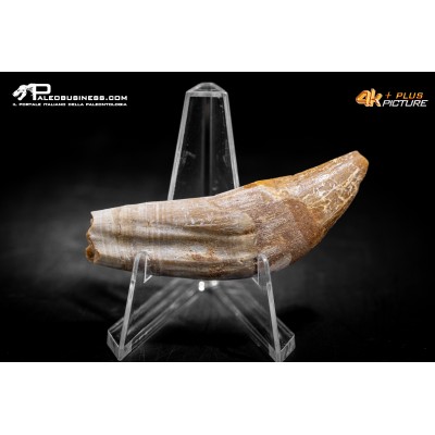 Denti di Dorudon Atrox