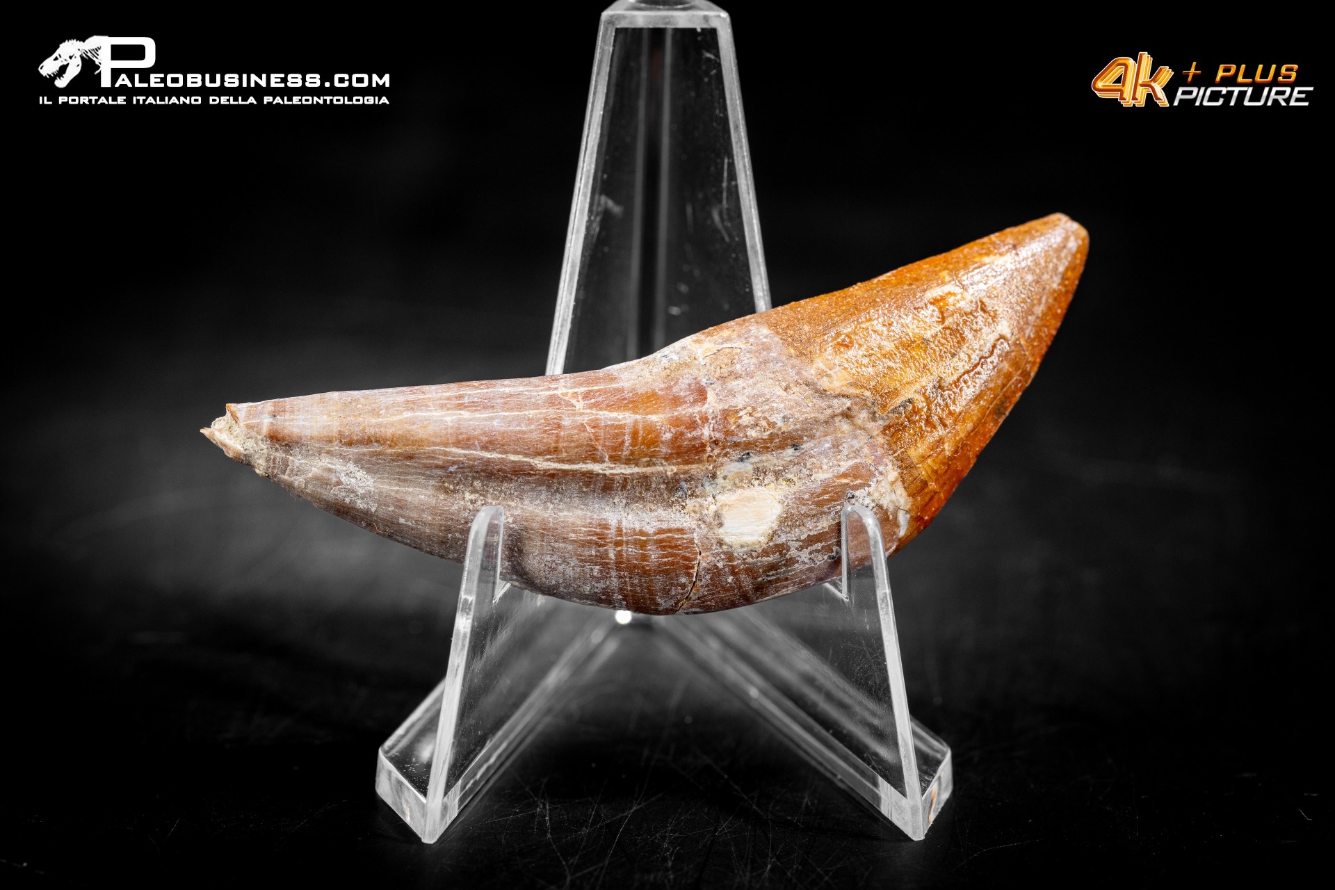 Denti di Dorudon Atrox