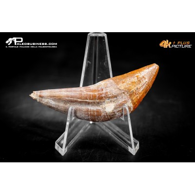 Denti di Dorudon Atrox