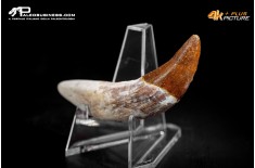 Denti di Basilosaurus