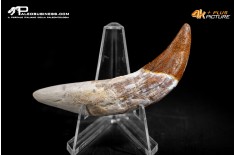 Denti di Basilosaurus