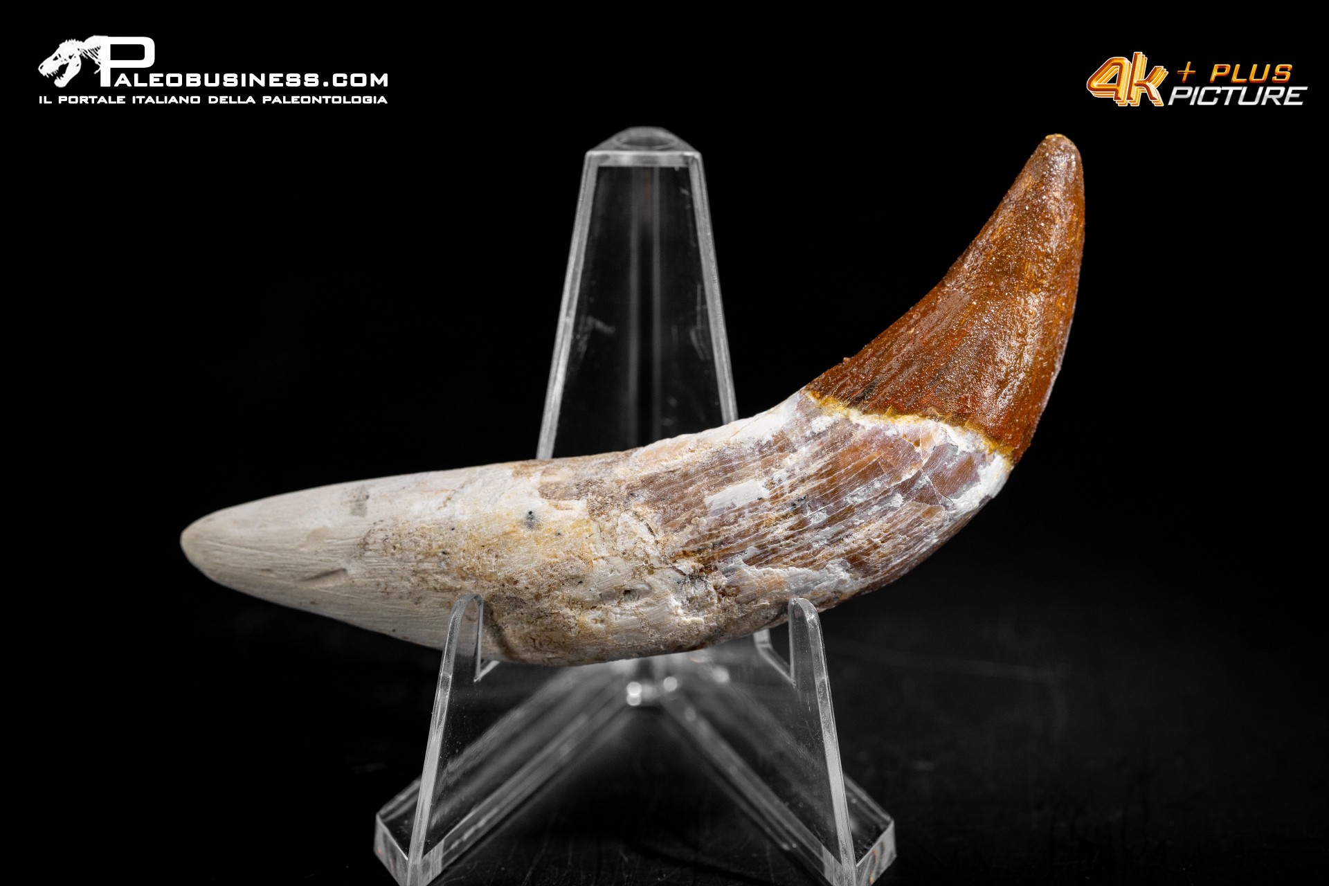 Denti di Basilosaurus