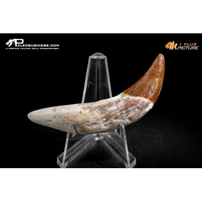 Denti di Basilosaurus