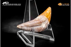 Denti di Dorudon Atrox