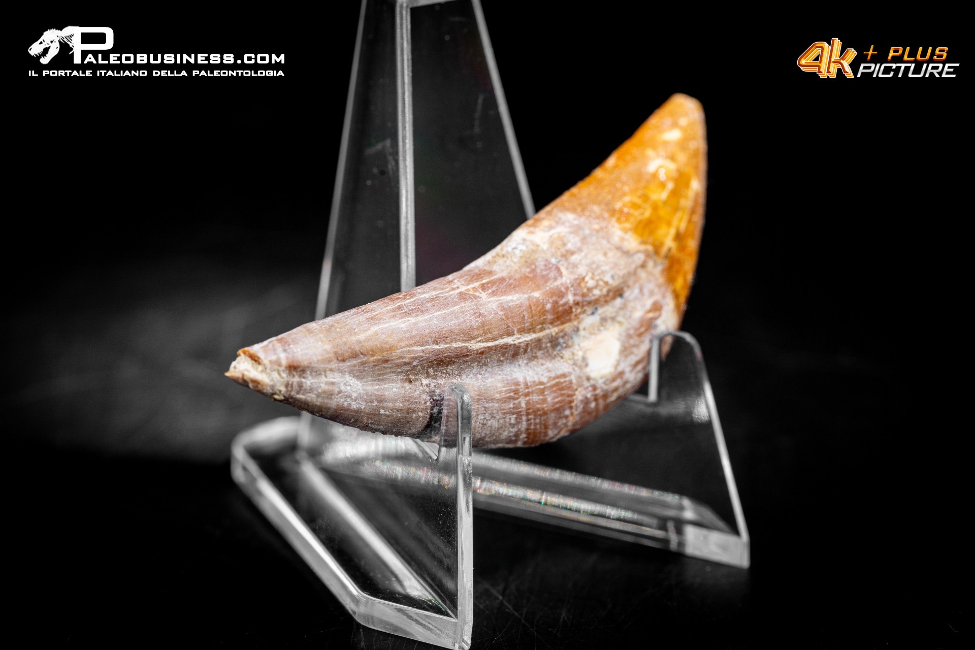 Denti di Dorudon Atrox